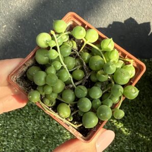 Senecio rowleyanus