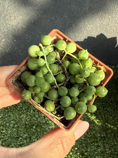 Senecio rowleyanus