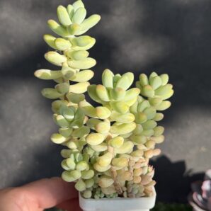 Sedum Treleasei