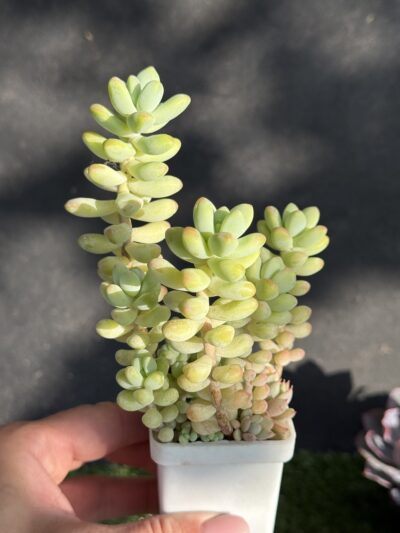 Sedum Treleasei
