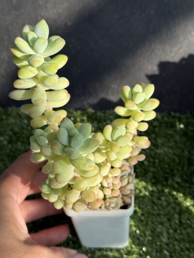 Sedum Treleasei - Зображення 3
