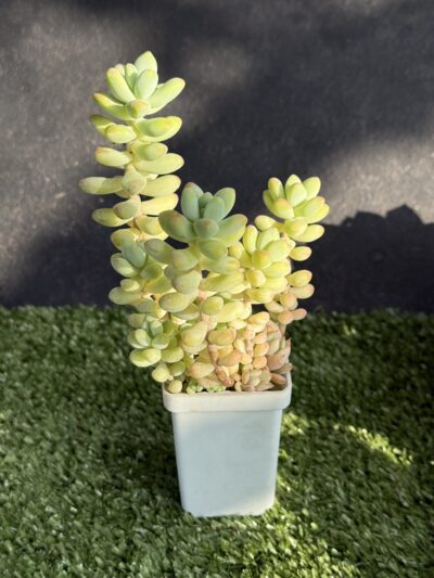Sedum Treleasei - Зображення 2