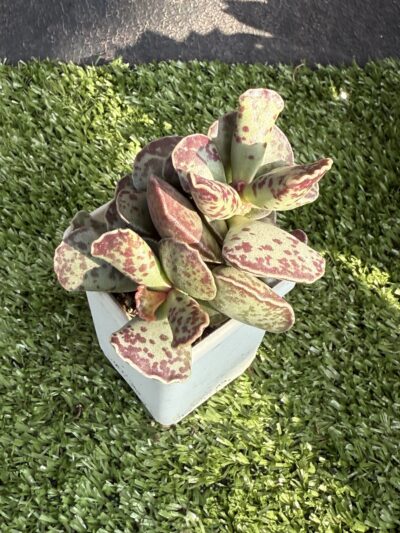 Adromischus cooperi - Зображення 3