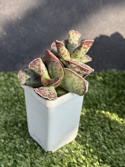 Adromischus cooperi - Зображення 4