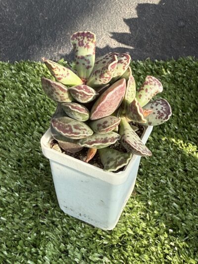 Adromischus cooperi - Зображення 2