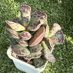 Adromischus cooperi