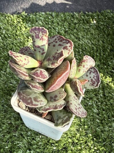 Adromischus cooperi