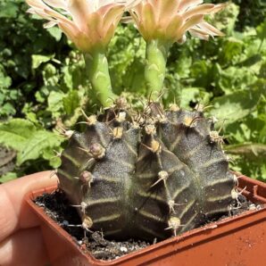 Gymnocalycium mihanovichii 'Hibotan'