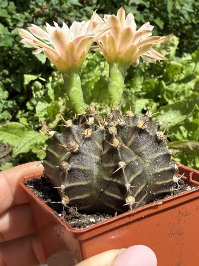 Gymnocalycium mihanovichii 'Hibotan'
