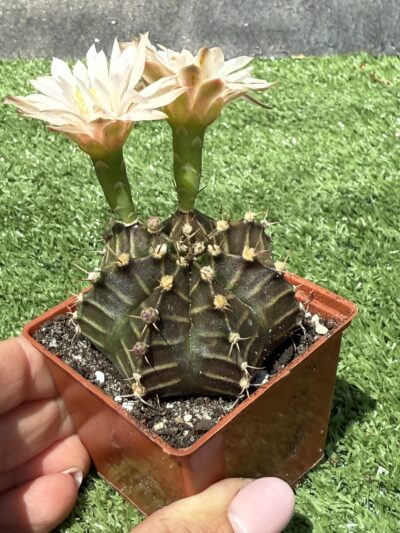 Gymnocalycium mihanovichii 'Hibotan' - Зображення 2