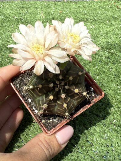 Gymnocalycium mihanovichii 'Hibotan' - Зображення 3