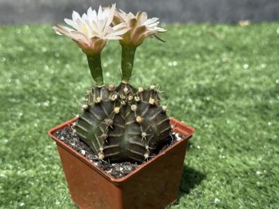 Gymnocalycium mihanovichii 'Hibotan' - Зображення 4