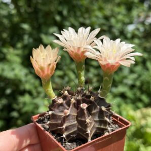 Gymnocalycium mihanovichii 'Hibotan'