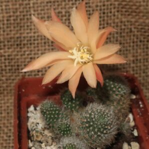 Rebutia heliosa cv Sunrise