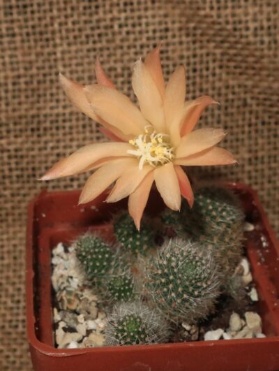 Rebutia heliosa cv Sunrise