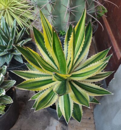 Agave lophantha quadricolor - Зображення 2