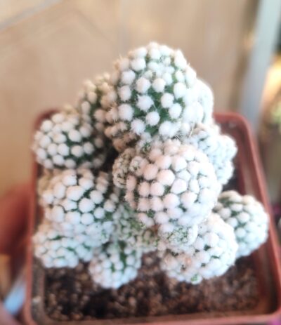 Mammillaria gracilis cv oruga - Зображення 3