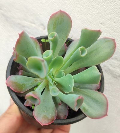Echeveria Trumpet Pinky - Зображення 2