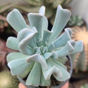 Echeveria Topsy Turvy