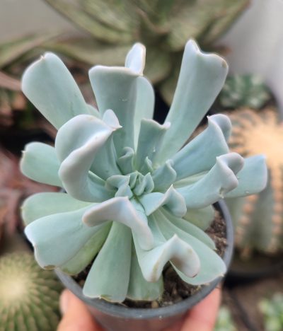 Echeveria Topsy Turvy