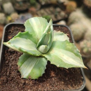 Agave isthmensis ohi raijin