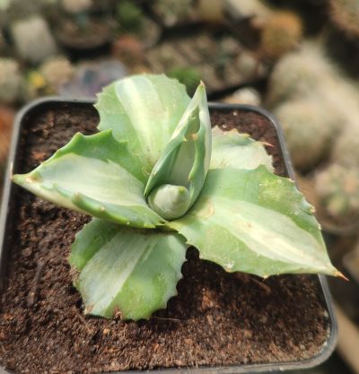 Agave isthmensis ohi raijin