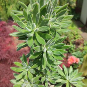 Echeveria setosa Doris Taylor