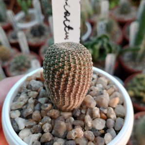 Reicheocactus pseudoreicheanus