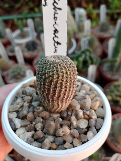 Reicheocactus pseudoreicheanus