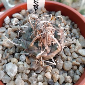 Turbinicarpus macrochele