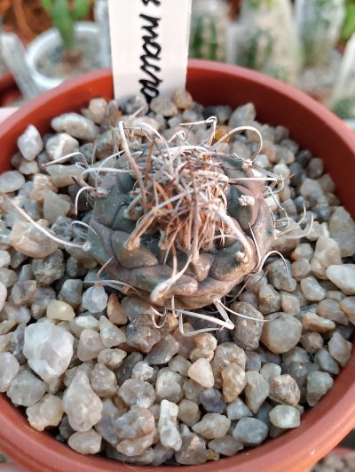 Turbinicarpus macrochele