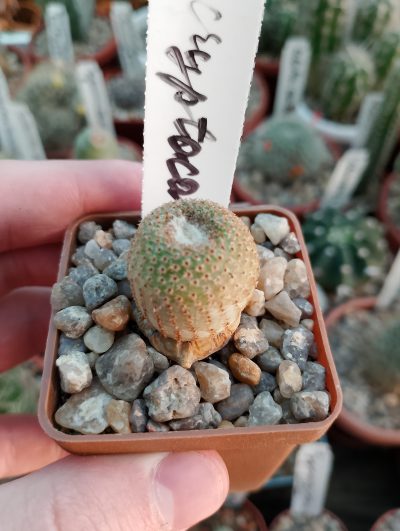 Yavia cryptocarpa