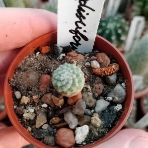 Strombocactus disciformis