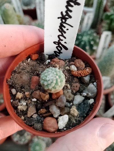 Strombocactus disciformis