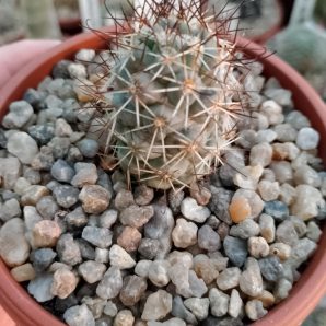 Mammillaria schumannii var. globosa
