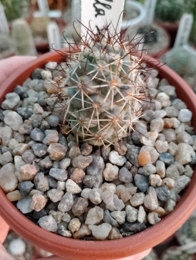 Mammillaria schumannii var. globosa