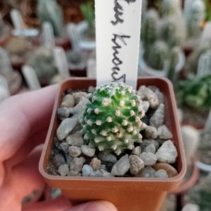 Pediocactus knowltonii