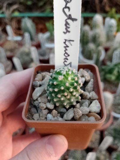 Pediocactus knowltonii