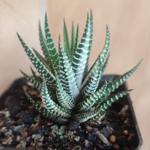 Haworthia fasciata f. variegata