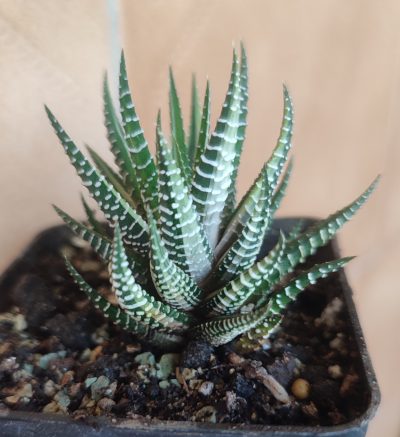 Haworthia fasciata f. variegata