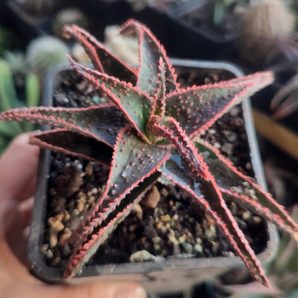 Aloe Christmas Carol