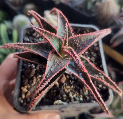 Aloe Christmas Carol