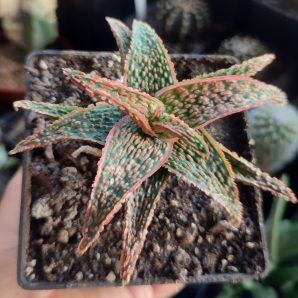 Aloe Pink Blush x Christmas Carol