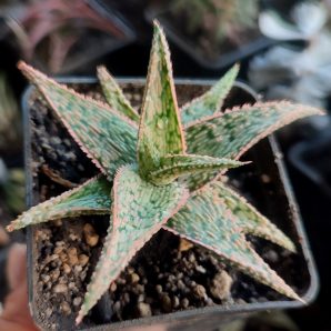 Aloe