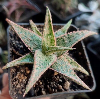 Aloe