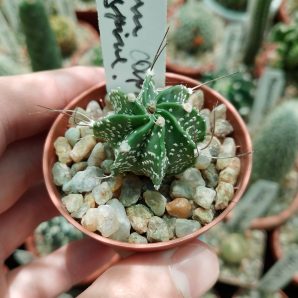 Astrophytum capricorne. black spine