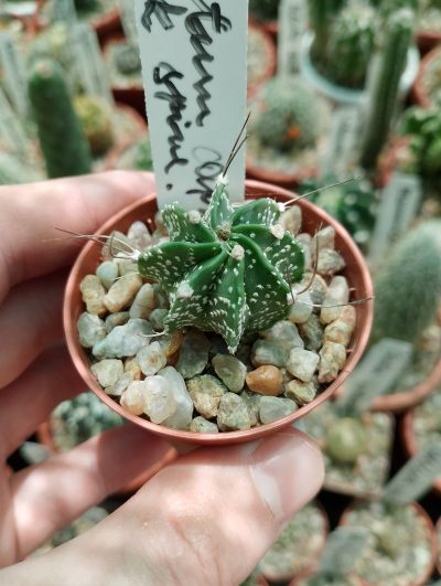 Astrophytum capricorne. black spine