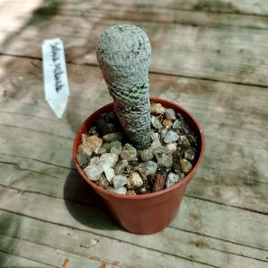 Solisia pektinata