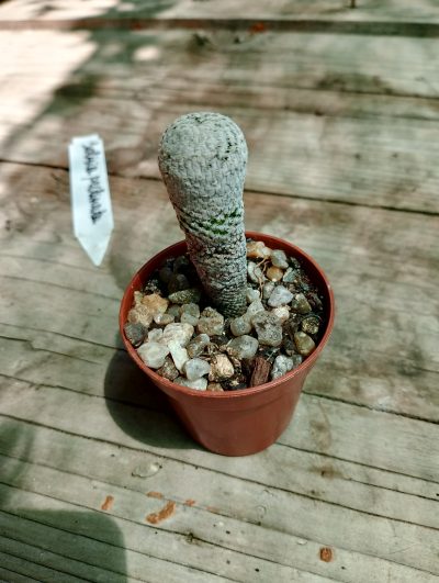 Solisia pektinata