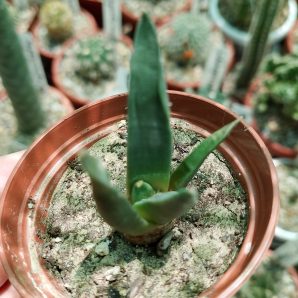 Ariocarpus trigonus
